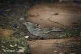 Birds White Crowned Sparrow 12-8-19 (9) CC S2 w.jpg