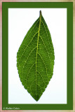 Leaves 4-19-20 1+3 (3) CC S2 Frame w.jpg