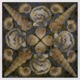 Shells collage 4-27-20 Texture Frame w.jpg