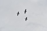 Escadron cormorans