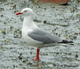 Red-billed or Silver Gull