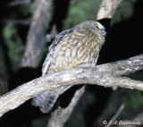 Morepork