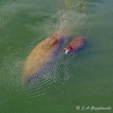 Florida Manatees (Trichechus manatus latirostris)