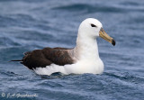 Black-browed Albatross (T.m. melanophris)