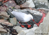 Red-billed Gull with seal afterbirth