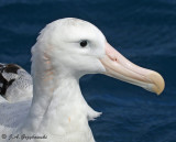 Wandering Albatross (Gibsons)