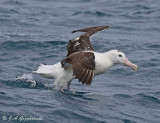 Wandering Albatross (Gibsons)