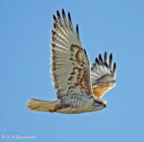 Ferruginous Hawk