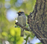 Golden-winged Warbler