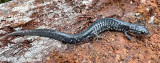 Slimy Salamander complex (Plethodon sp.)