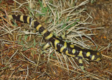 Barred Tiger Salamander (Ambystoma m. mavortium)