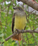 Great Crested Flycatcher fledgling