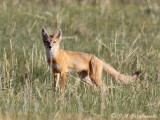 Swift Fox (Vulpes velox)