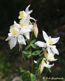 columbine