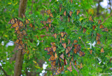Monarchs (Danaus plexippus)