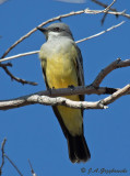 Cassins Kingbird