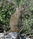 Uinta Ground Squirrel (Spermophilus armatus)