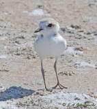 Snowy Plover chick