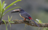 Aracari  collier_MG_9915.jpg