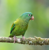 Orange-chinned ParaKeet_MG_0398.jpg