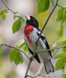 Cardinal  poitrine rose_MG_2479.jpg