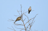 Mourning Collared Dove ssp shelleyi (Streptopelia decipiens shelleyi) Gambia - Kotu Bridge