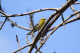 Pine Warbler (Setophaga pinus) US - Florida - Canaveral National Seashore