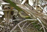Palm Warbler (Setophaga palmarum) Florida - Seminole - Lake Jesup Wilderness Area