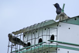 Purple Martin (Progne subis) Florida - Palm Beach - Wakodahatchee Wetlands Reserve