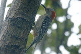 Red-bellied Woodpecker (Melanerpes carolinus) Florida - Miami-Dade - Matheson Hammock Park