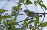 Northern Parula (Setophaga americana) Florida - Everglades NP - Mahogany Hammock 