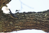 Black-and-white Warbler (Mniotilta varia) Florida - Seminole - Lake Jesup Wilderness Area