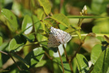 Florida - Insects