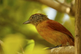 Barred Antshrike (Thamnophilus doliatus) *Female* Suriname - Paramaribo, Eco Resort Inn