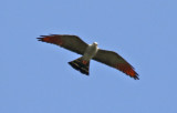 Plumbeous Kite (Ictinia plumbea) Suriname - Para, Powakka