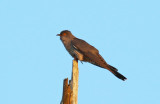 Common Cuckoo (Cuculus canorus) Zevenhuizerplas - Populierenbosje
