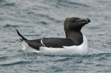 Razorbill (Alca torda) Norway - Vardo - Hornøya