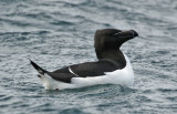 Razorbill (Alca torda) Norway - Vardo - Hornøya