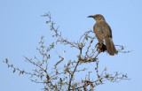 Curve-billed Thrasher (Toxostoma curvirostre palmeri)  Arizona - Tucson, Lincoln Regional Park