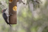 Ladder-backed Woodpecker (Dryobates scalaris ) Arizona - Coronado National Forest - Ash Canyon B&B