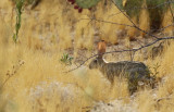 Audubons or Desert Cottontail (Sylvilagus audubonii) Arizona - Tucson, Lincoln Regional Park