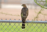 Coopers Hawk (Accipiter cooperii) Arizona - Tucson, Lincoln Regional Park