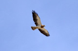 Swainsons Hawk (Buteo swainsoni) Arizona - Pima - Green Valley