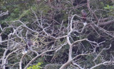 Laurel Pigeon (Columba junoniae) Tenerife - Mirador La Grimona