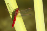 Broad Scarlet (Crocothemis erythraea) Tenerife - Puerto de la Cruz