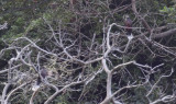 Laurel Pigeon (Columba junoniae) Tenerife - Mirador La Grimona