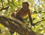 Guianan Brown Capuchin (Sapajus apella apella) Suriname - Commewijne, Peperpot Nature Reserve