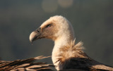 Griffon Vulture (Gyps fulvus) Spain - Collegats-Queralt - Gramuntill Vulture feeding station