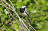 White Wagtail (Motacilla alba alba) Helsinki - Vanhankaupunginlahti Lammassaari lintutorni 