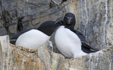 Razorbill (Alca torda) Norway - Vardø - Hornøya